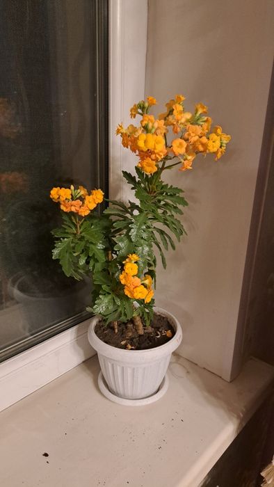 Комнатные цветы разные