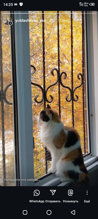 Shu mushukni kim sotvogan bosa tel qisin mangai