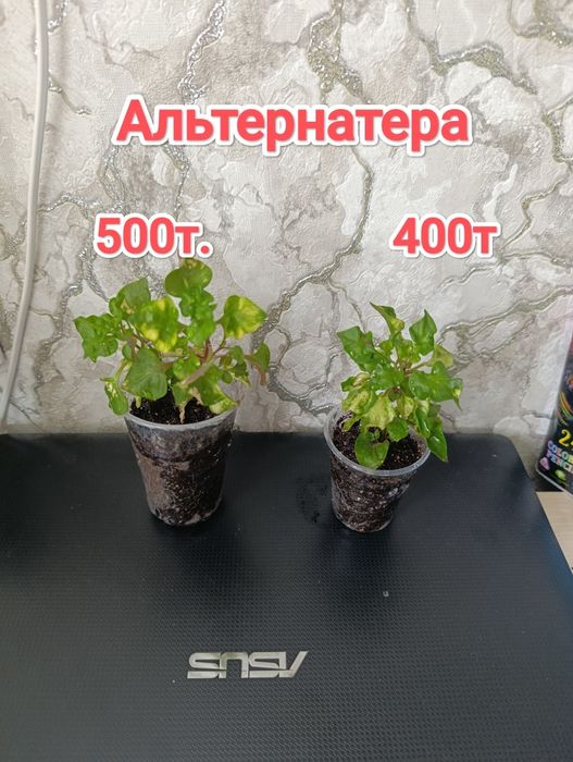 Комнатные растения кжби
