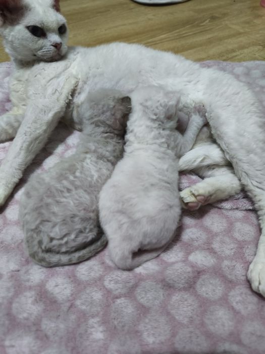 Продам котят породы Девон-рекс