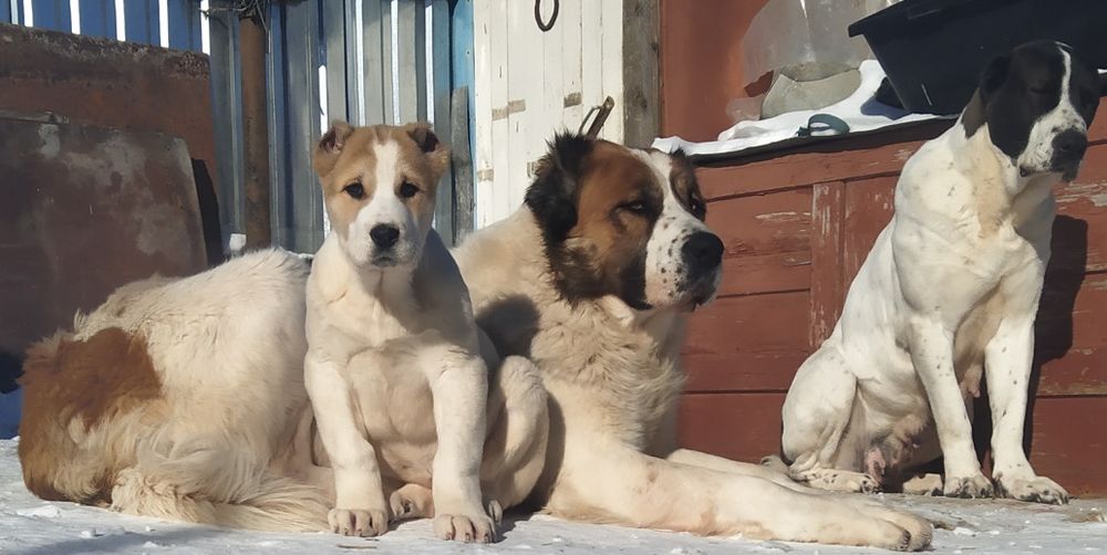 Алабай приглашает на вязку.