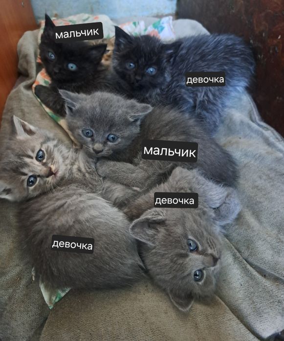 Отдам котят ( полукровки)