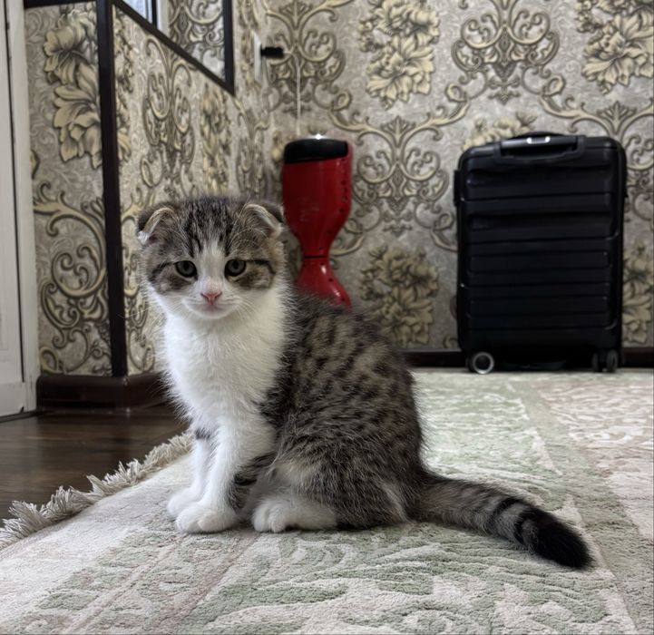 Британские котята: мальчик и девочка, необычный окрас