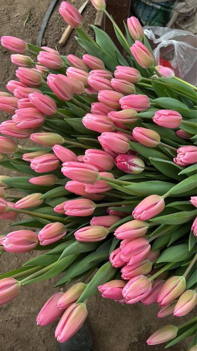 Тюльпаны оптом и в розницу