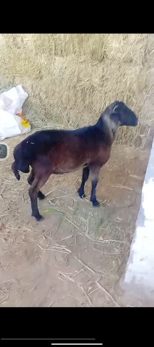 Qochqor barrala sotiladi
