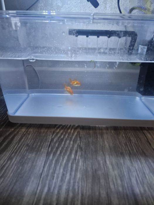 Аквариум и золотые рыбки