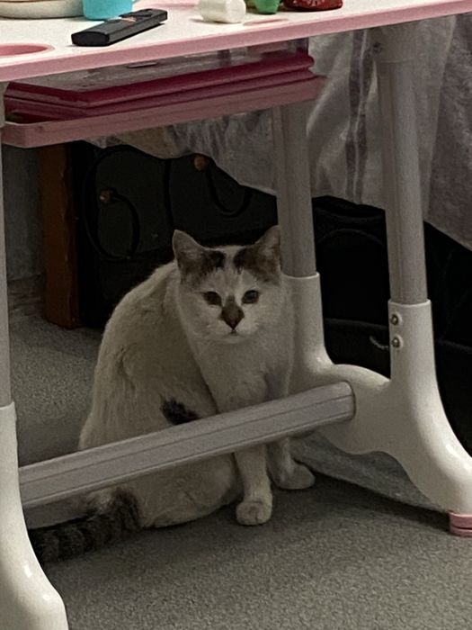 Ищет дом необыкновенная кошка