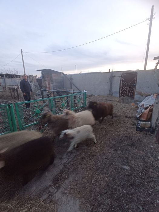 Продам баран и козы