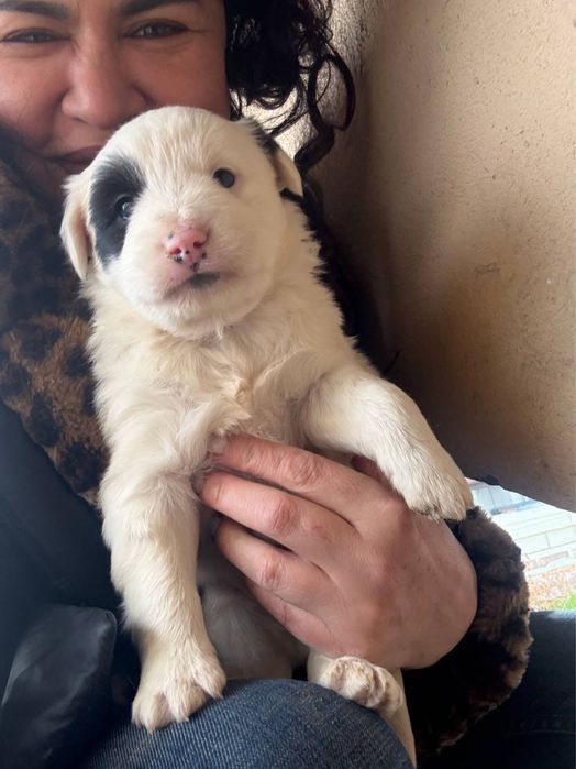 Щенки в добрые руки