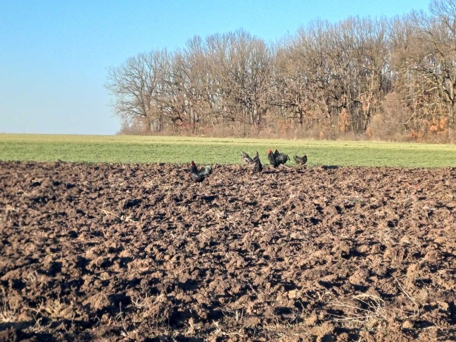 Vand oua  de gaini Australorp, pentru incubatie sau consum bio.