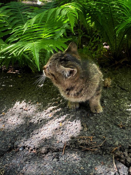Отдам котят в хорошие руки