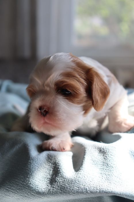 Чудесная девочка кавалер кинг чарльз спаниель