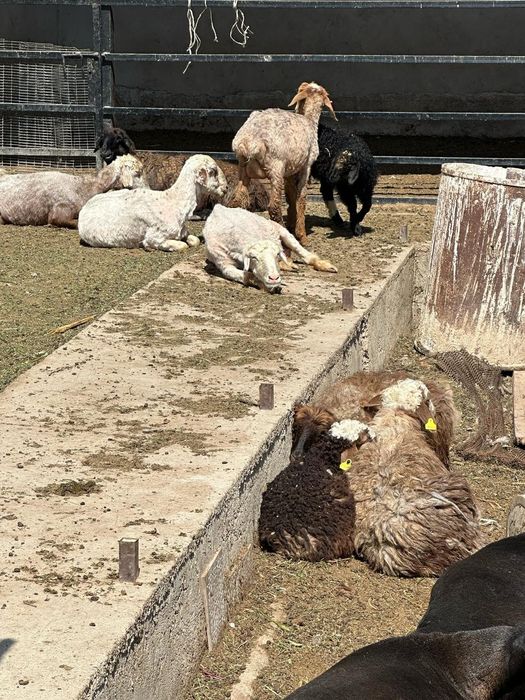 Козылы койлар сатылыды