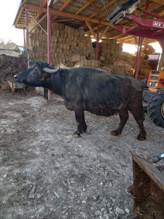 Vând bivolită gestantă