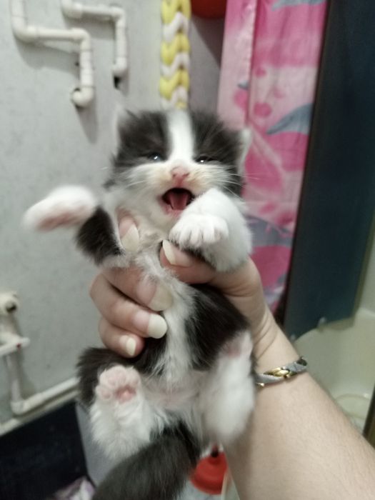 мушукчалар 1 ярим ойлик хадияга берилади сергили янги хаёт район