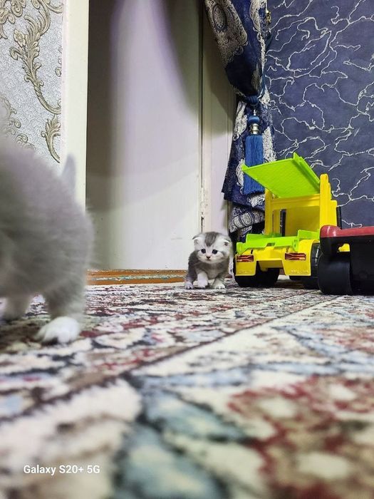 Мушукчалар сотилади