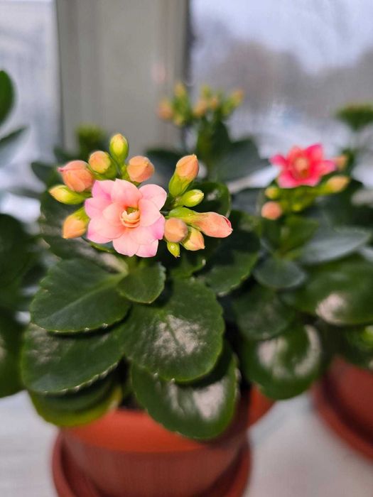 Продам каланхоэ цветущее