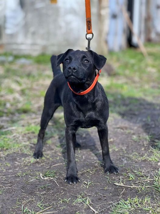 Щенки паттердейл терьера
