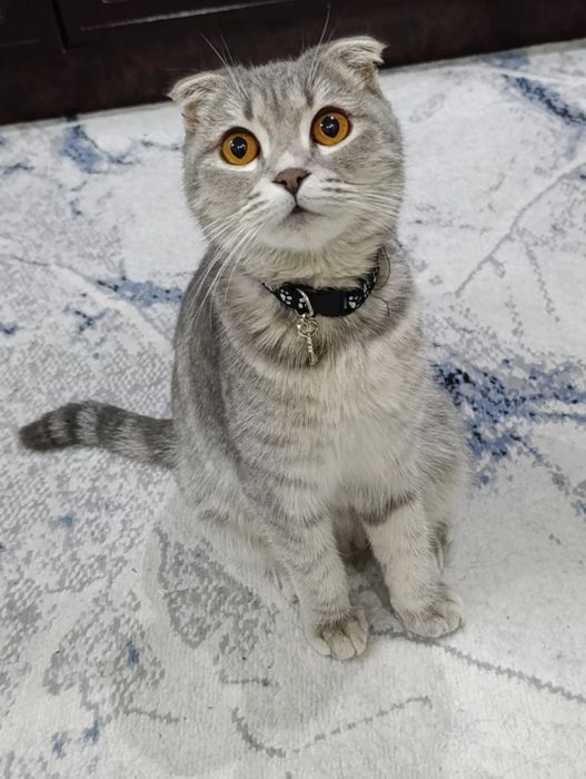 Скоттиш фолд Мушуги сотилади 1.5 ёш, (Blue Silver) Scottish Fold