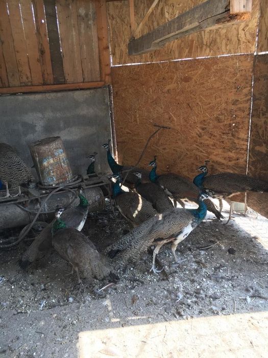 Păuni de vânzare!!