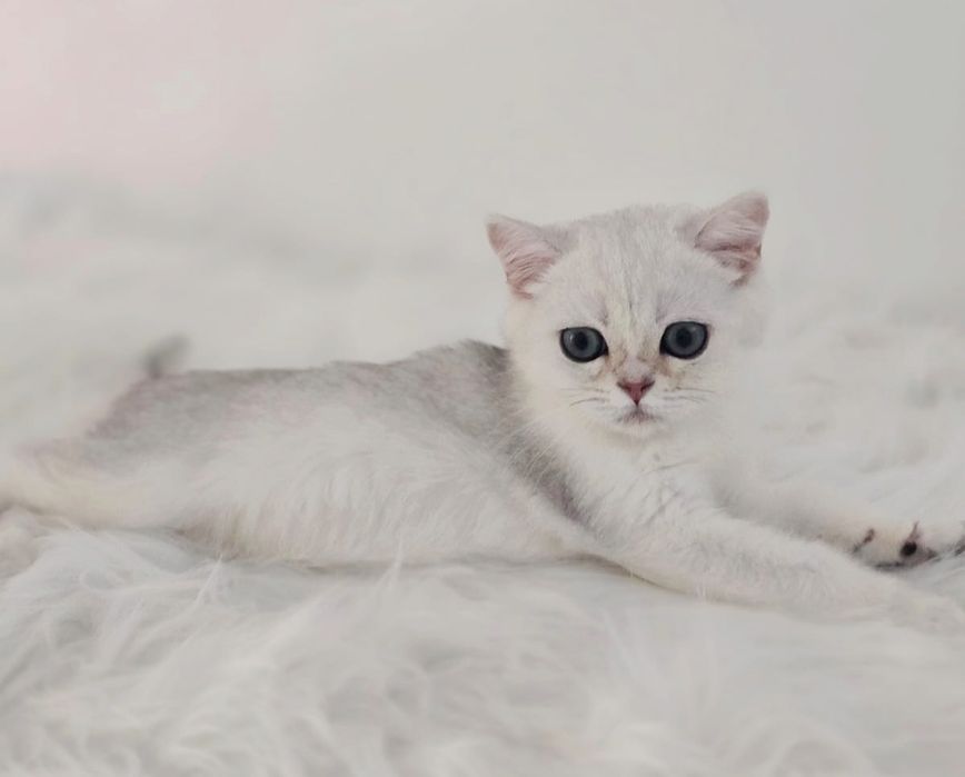 Котики британские шиншиллы