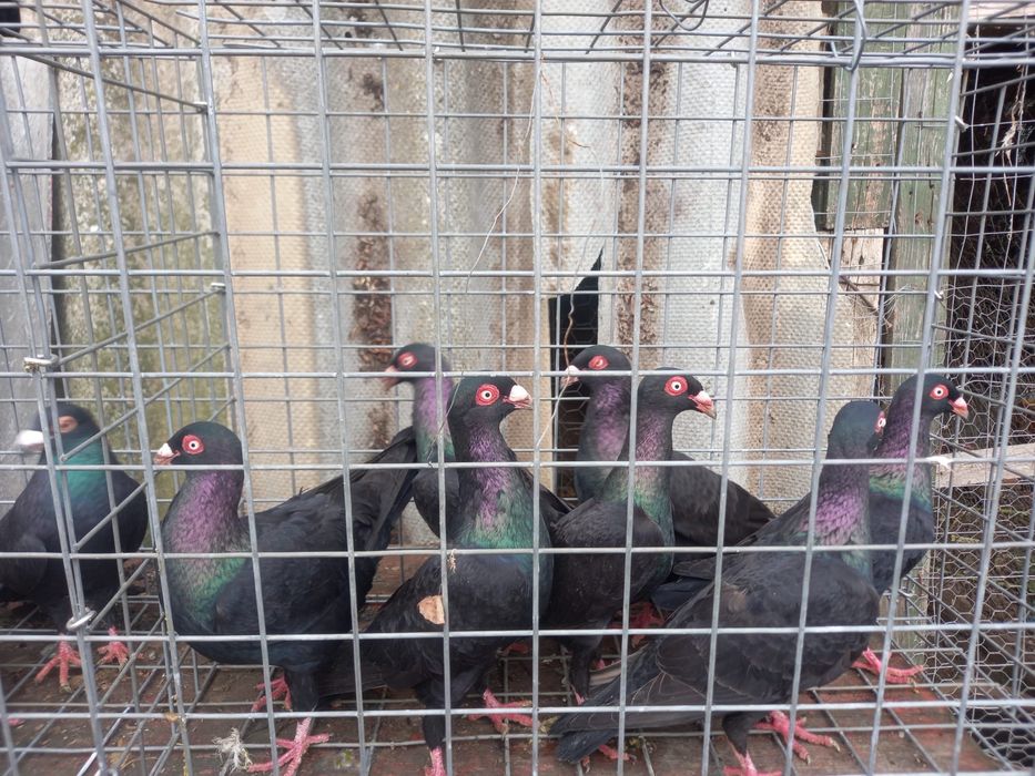 Porumbei dv , chingi,germani, curcani indieni, etc