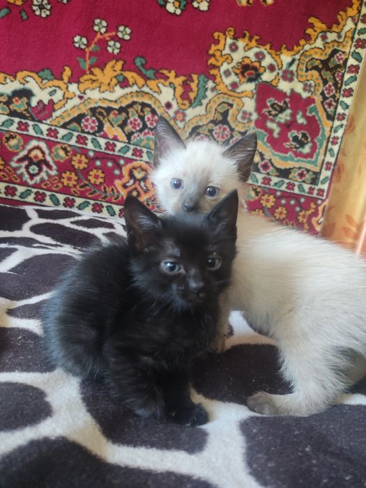 Отдам красивую девочку)