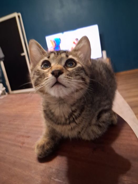 Котенца си търсят дом