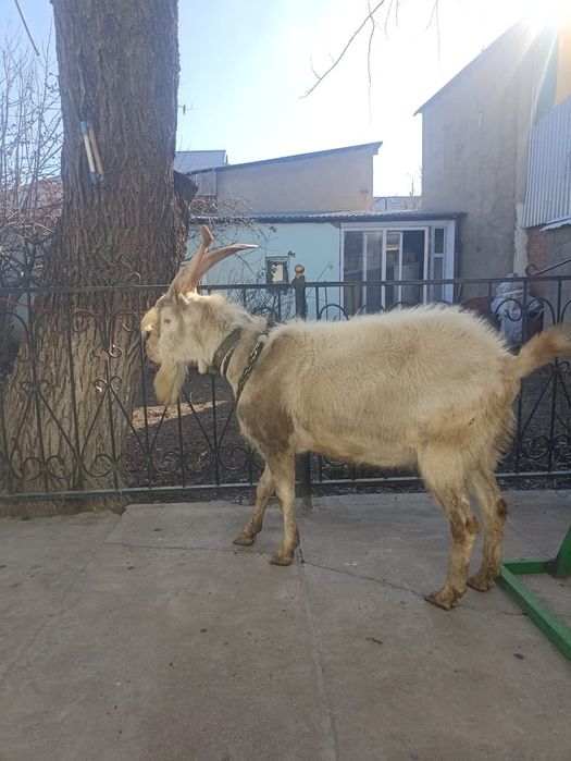 Продаётся козёл .
