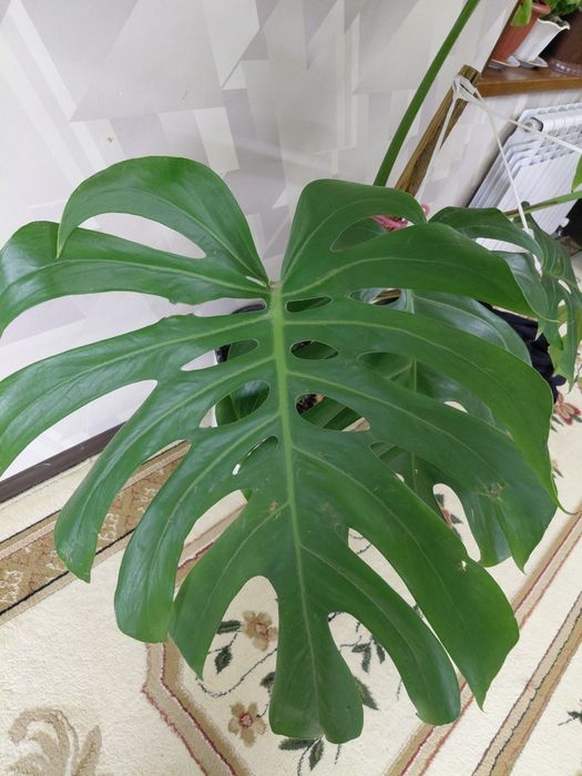 Monsteri guli sotiladi srochno