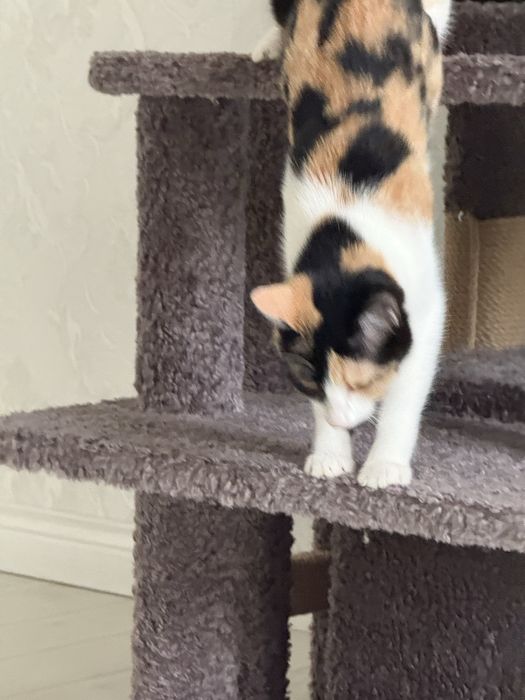 Отдам в добрые руки эту красавицу