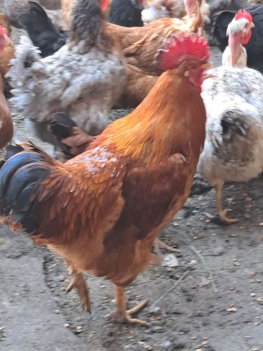 Cocosi crescuti la tara