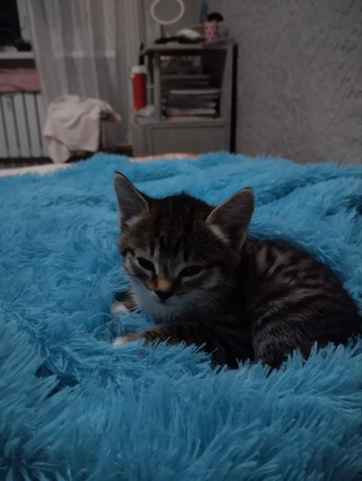 Отдадим котенка в добрые руки