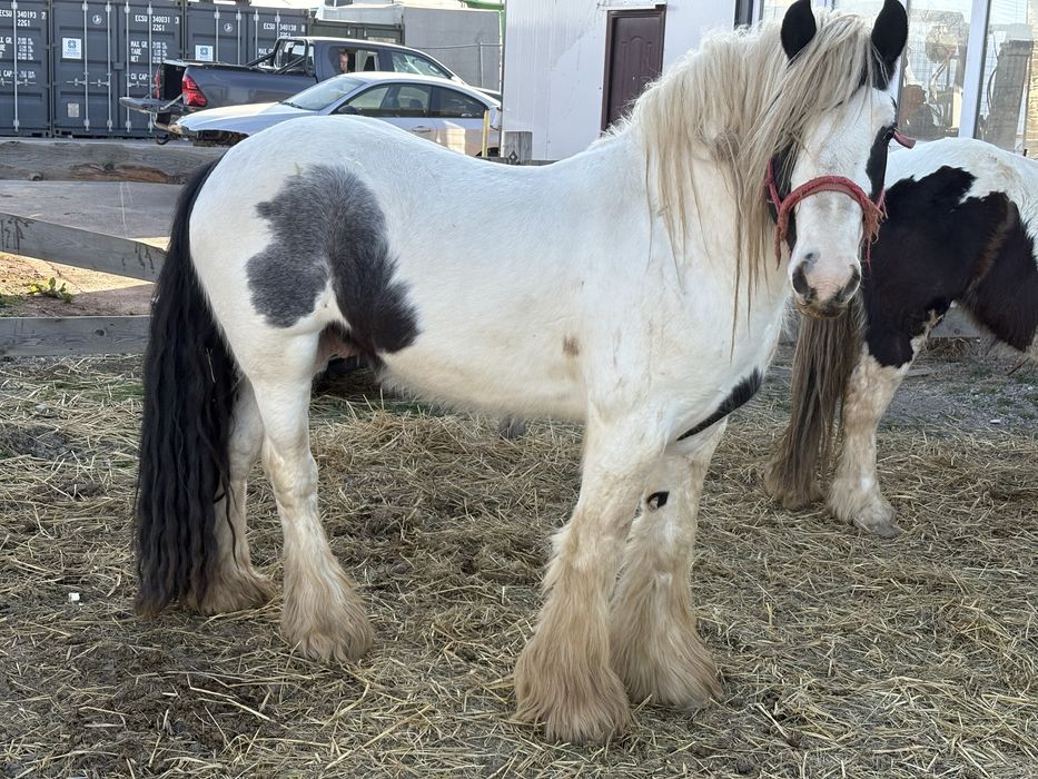 Vand armasar Irish Cob(gipsy vanner)
