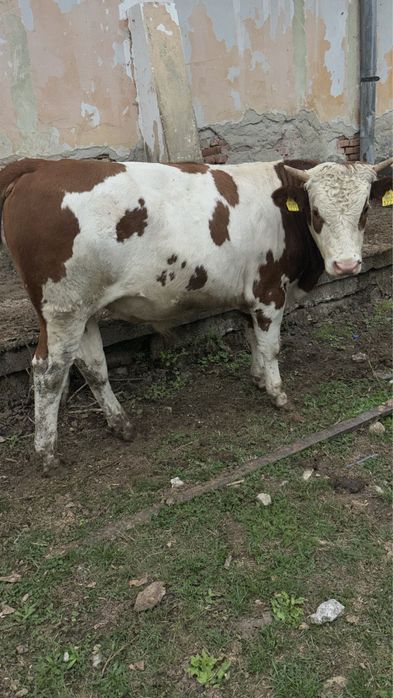 Vand Taur Bălțat