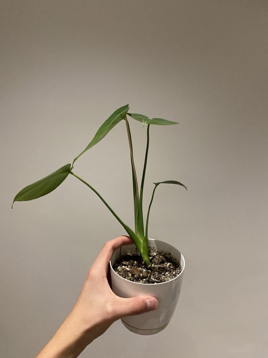 Комнатные растения/Монстера