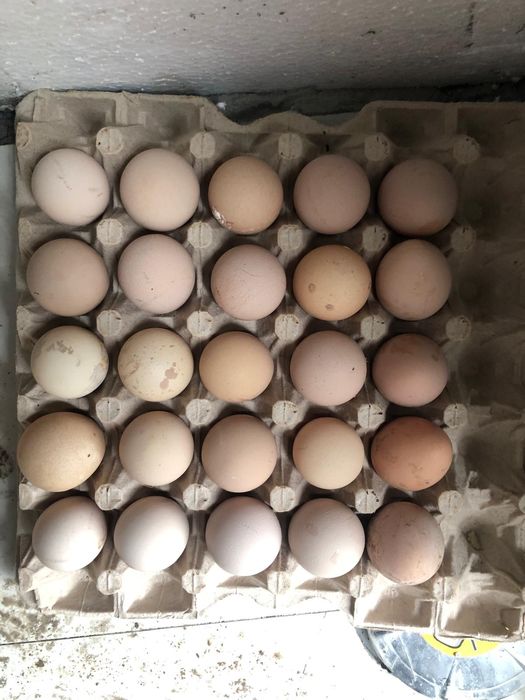 Vand oua de bibilica