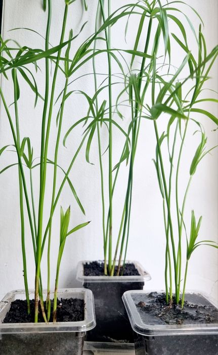 Комнатные цветы растения циперус