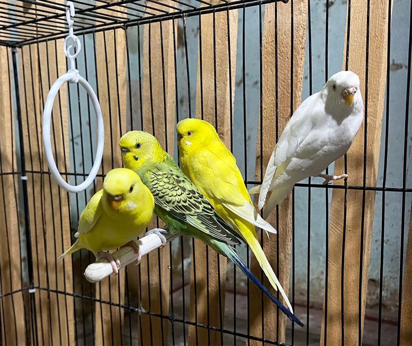 Papugay toʻti валнисти valnisti nerazruchka