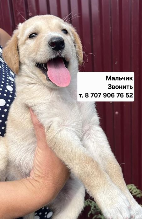 Щенок мальчик в поиске дома