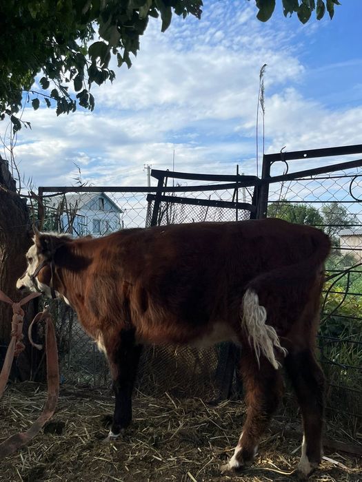 Кашар    сатылады