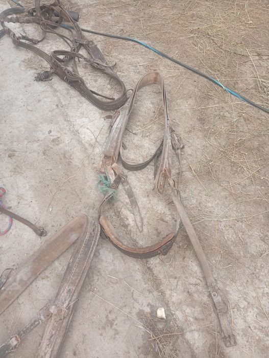 Vând hamuri pentru cai