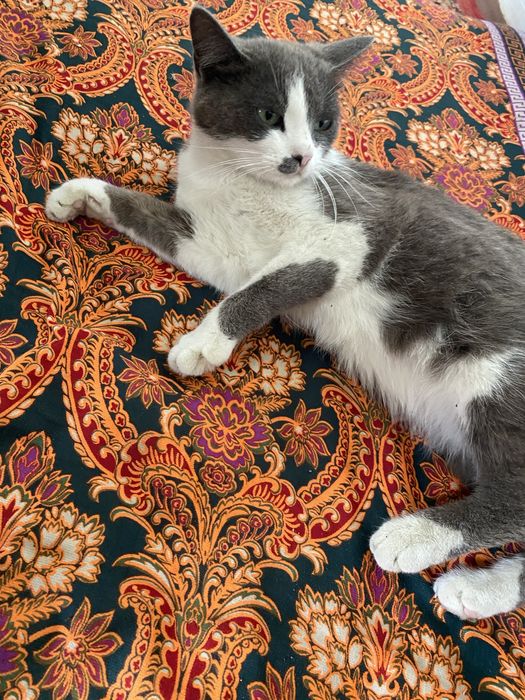 Mushuk "shinshila"