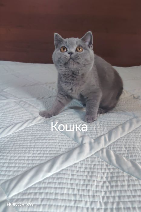 Кошка голубой окрас, чистокровная британка, от клубных родителей