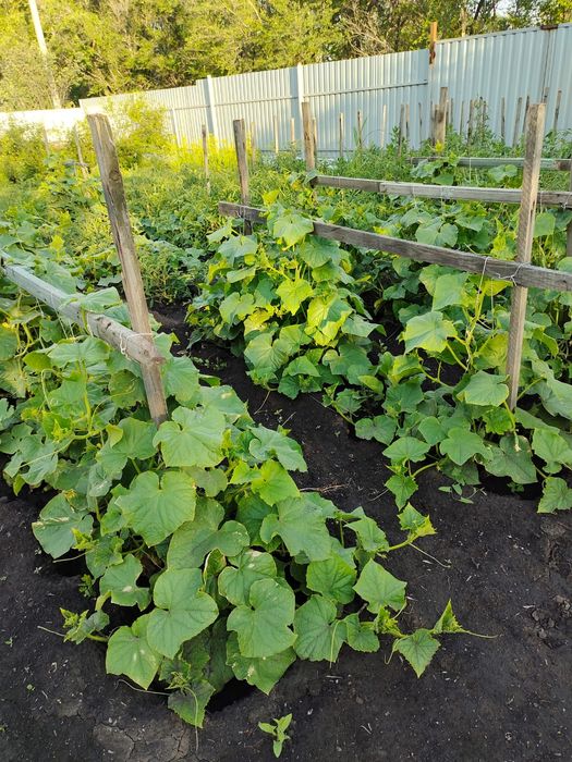 Продам дачу.  С/О Дружба.