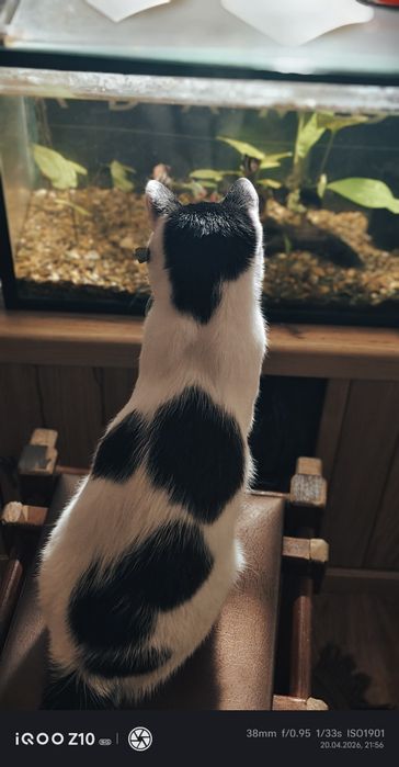 Отдам кота в добрые руки