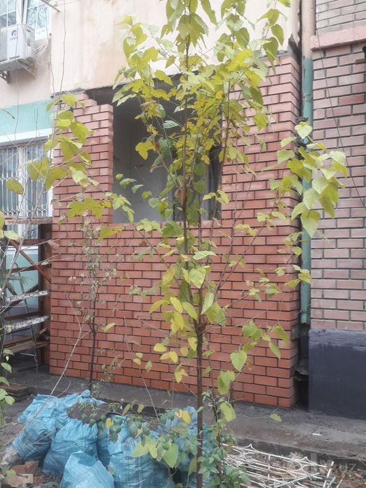 Кладка балконов ремонт подключ