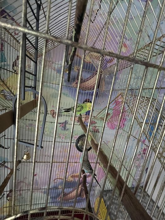 Продам двух попугаев и клетку