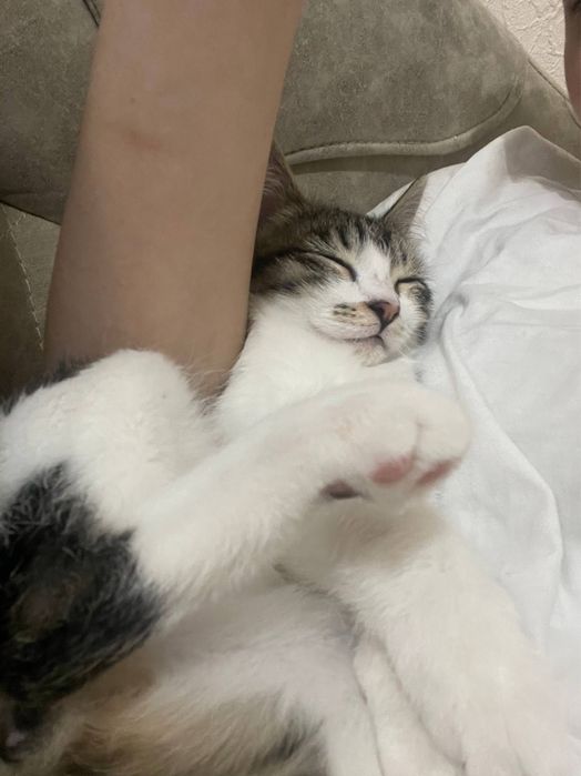 Срочно продается кошка