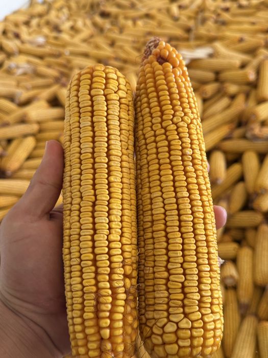 120 kunlik makkayi gibrid dono kotta kotta